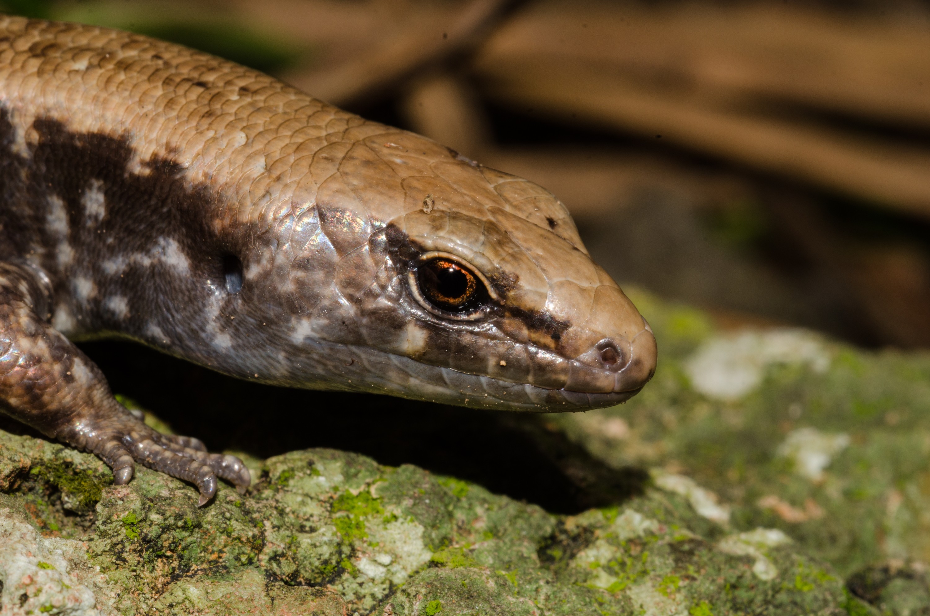 DSC_5874 – Ornate, skink, Cyclodina, ornata, lizard, far north, north far, Olivers, Skink, Oligosoma, oliveri, lizard, poor, knight, islands, Crispin, reptiles, amphibians, rare, cold, blood, new, new zealand, zealand, nz